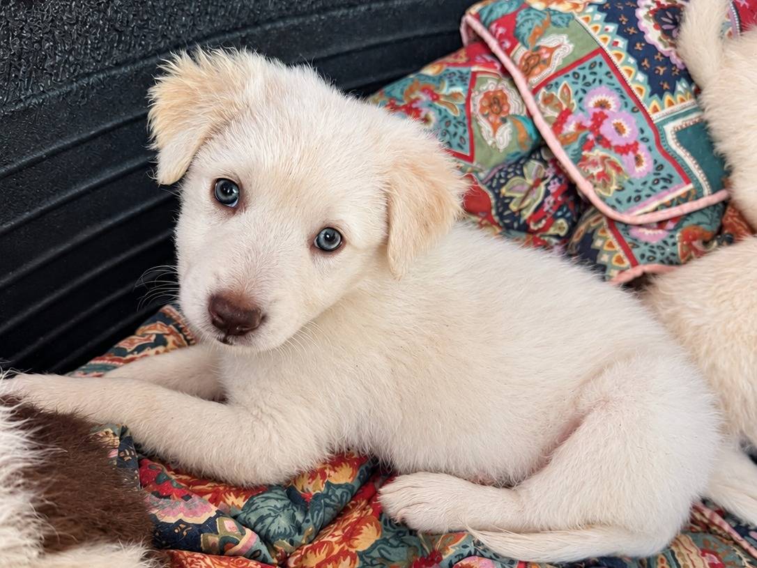 Adozione cane, femmina, Golden Retriever Razza sconosciuta, 2 mesi, taglia media, Caserta