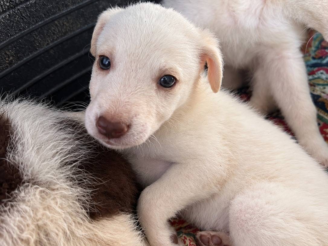 Adozione cane, femmina, Razza sconosciuta Razza sconosciuta, 2 mesi, taglia media, Caserta