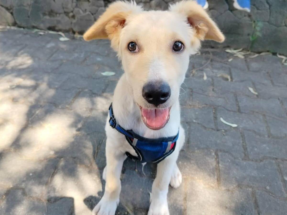 Adozione cane, maschio, Golden Retriever Razza sconosciuta, 4 mesi, taglia media, Caserta