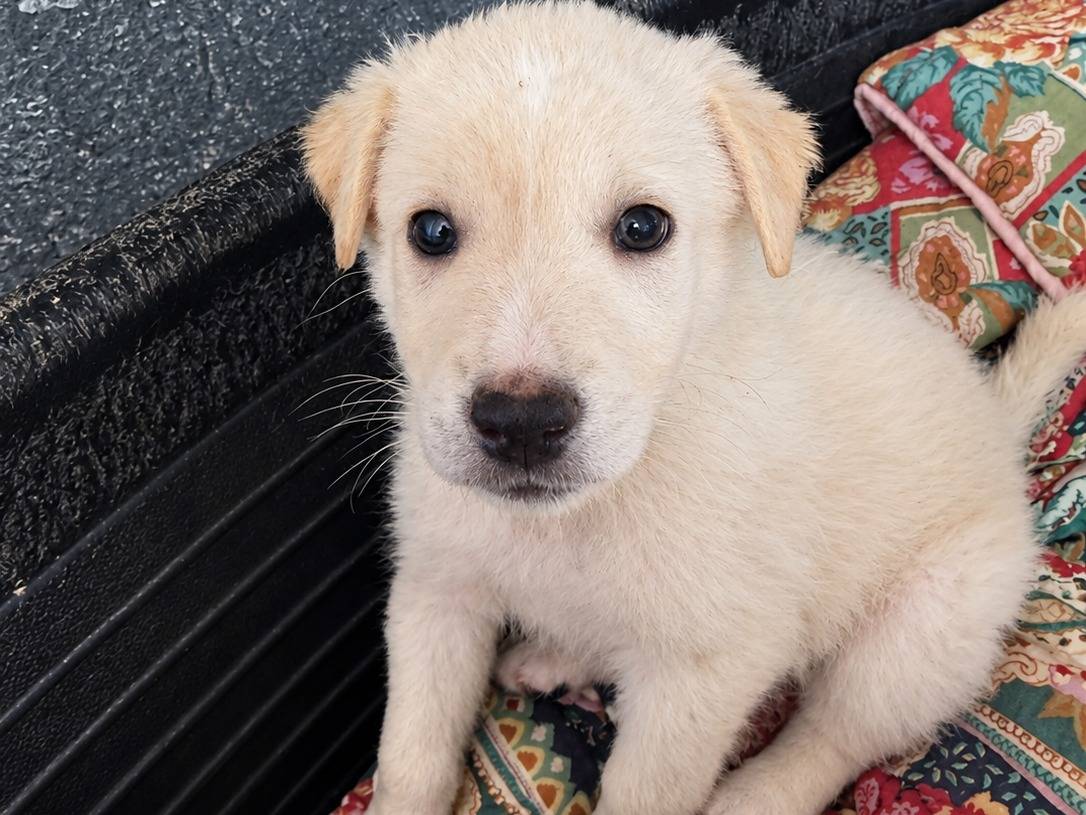Adozione cane, femmina, Golden Retriever Razza sconosciuta, 2 mesi, taglia media, Caserta