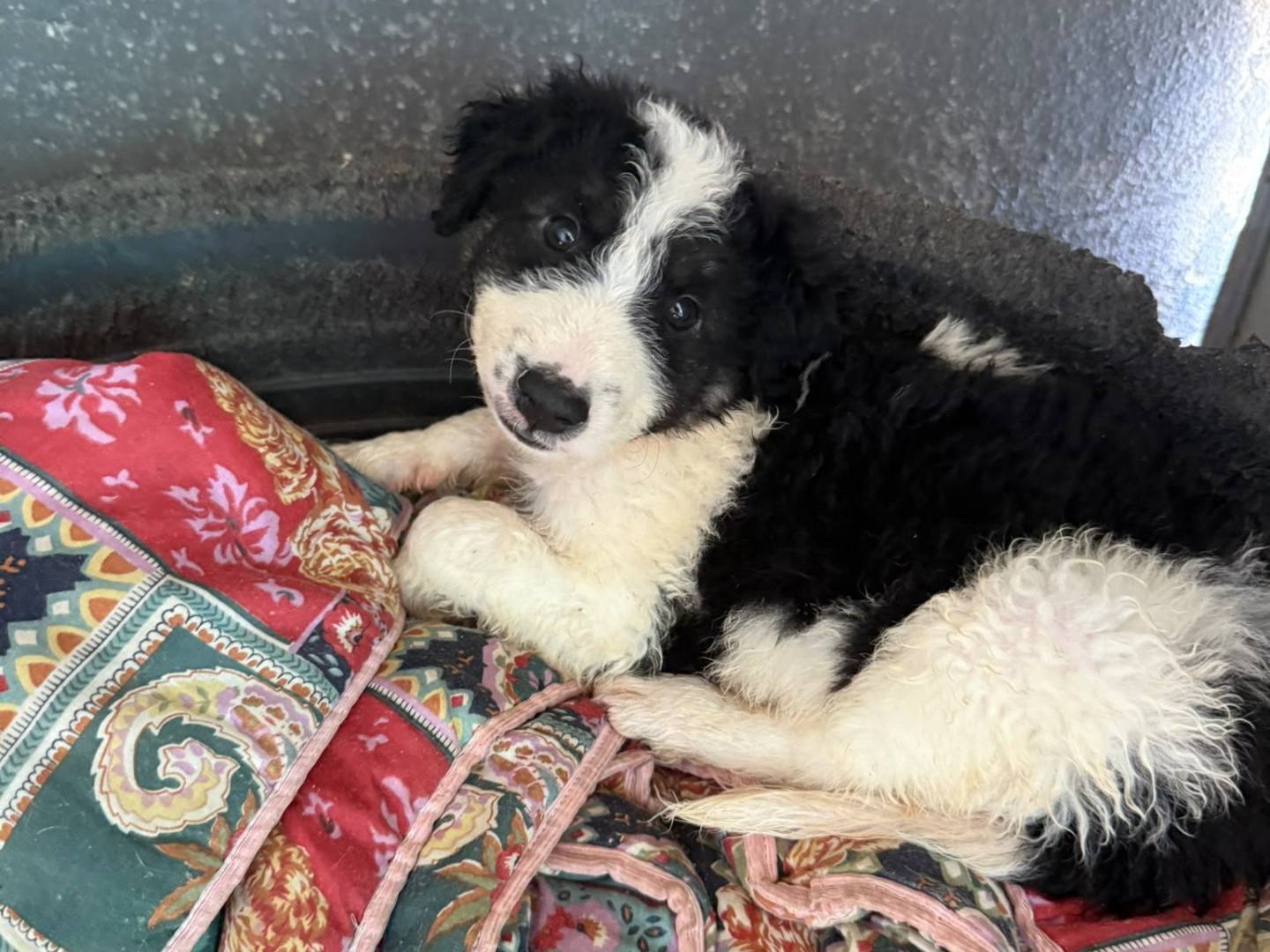 Adozione cane, maschio, Border Collie Razza sconosciuta, 2 mesi, taglia media, Caserta