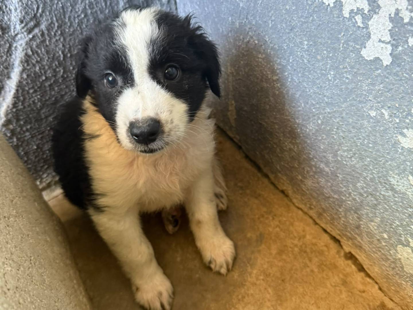 Adotta un cane, maschio, 2 mesi, Caserta
