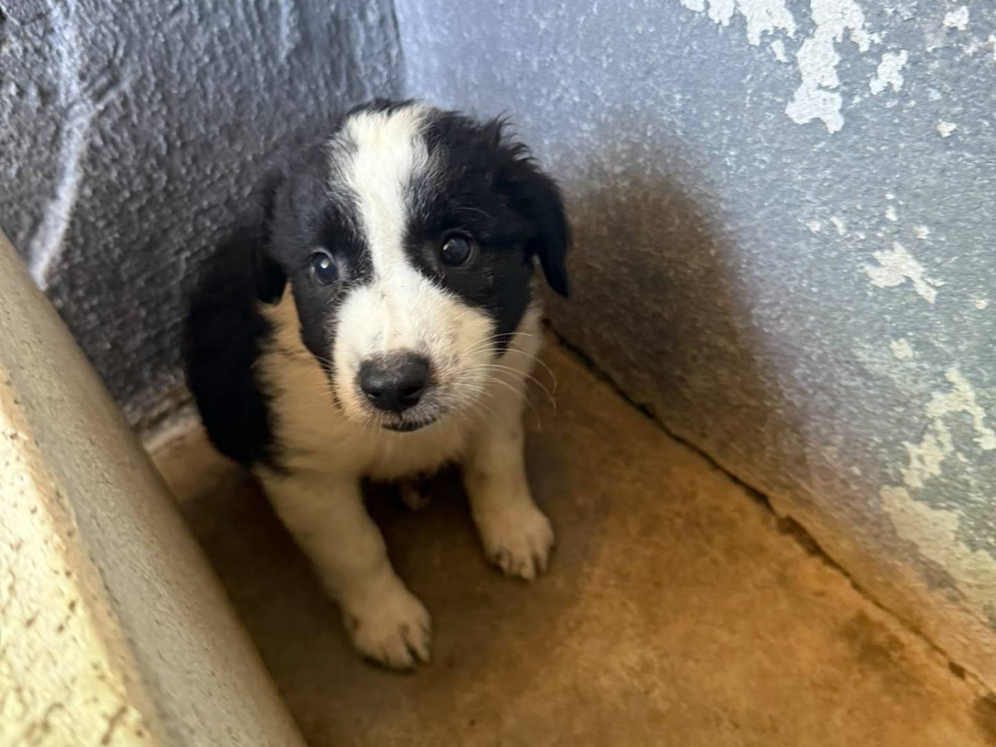 Adotta un cane, taglia media, maschio, Caserta