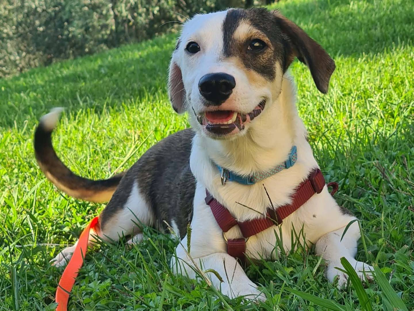 Adozione cane, maschio, Razza sconosciuta Razza sconosciuta, 5 mesi, taglia piccola, Firenze