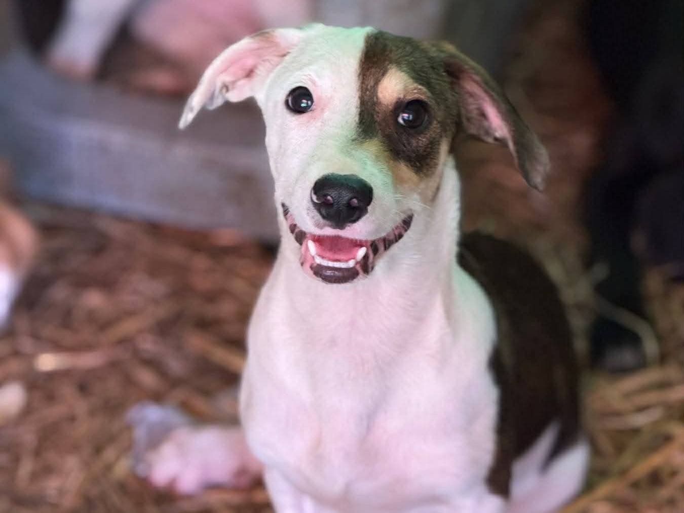 Vuoi adottare un cane a Firenze?
