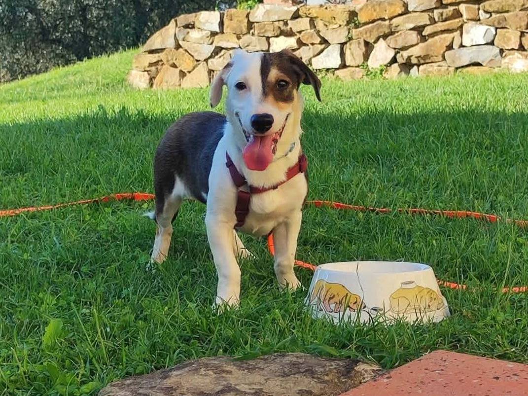 Adotta il cane FAN a Firenze