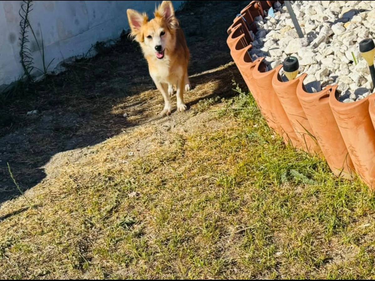 Adotta un cane, femmina, 6 anni, Taranto