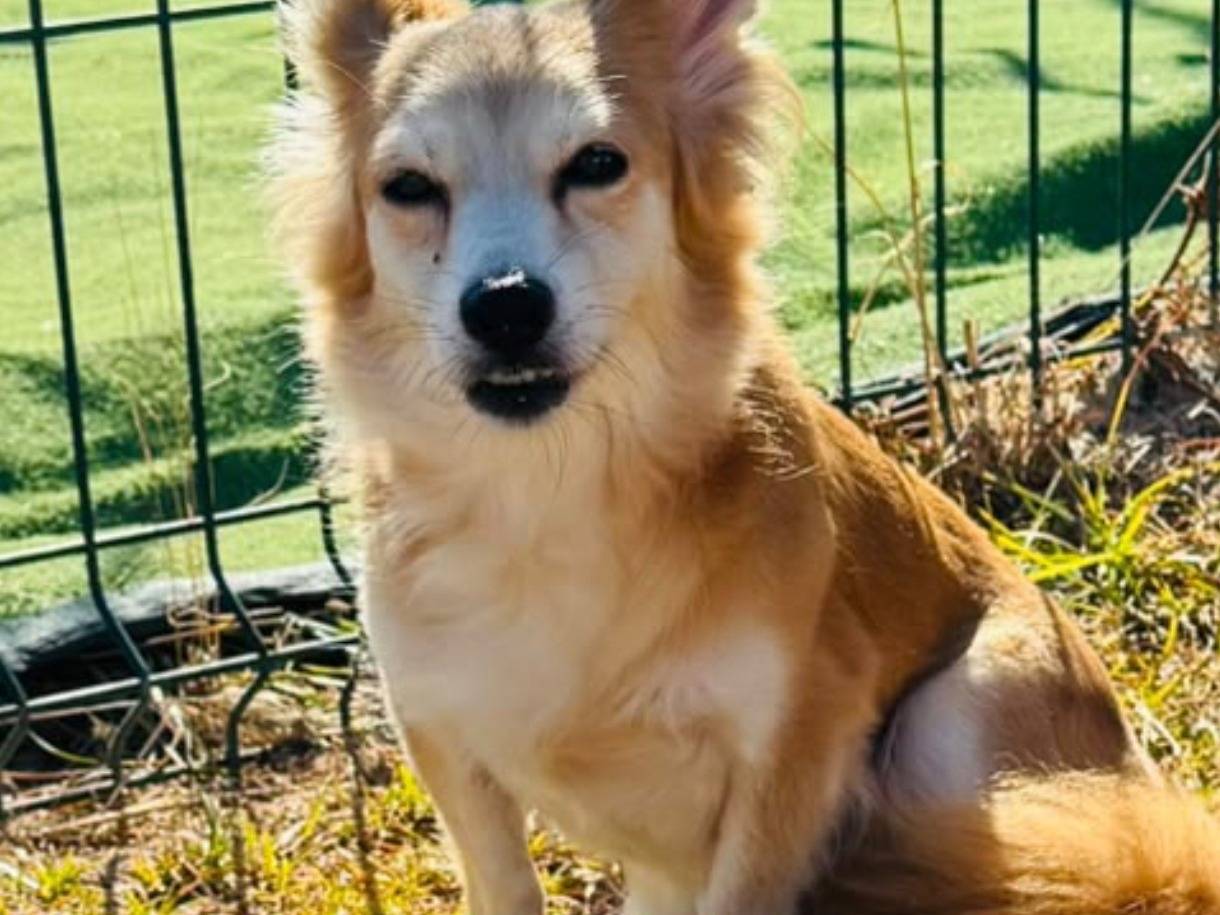 Adotta un cane, taglia piccola, femmina, Taranto