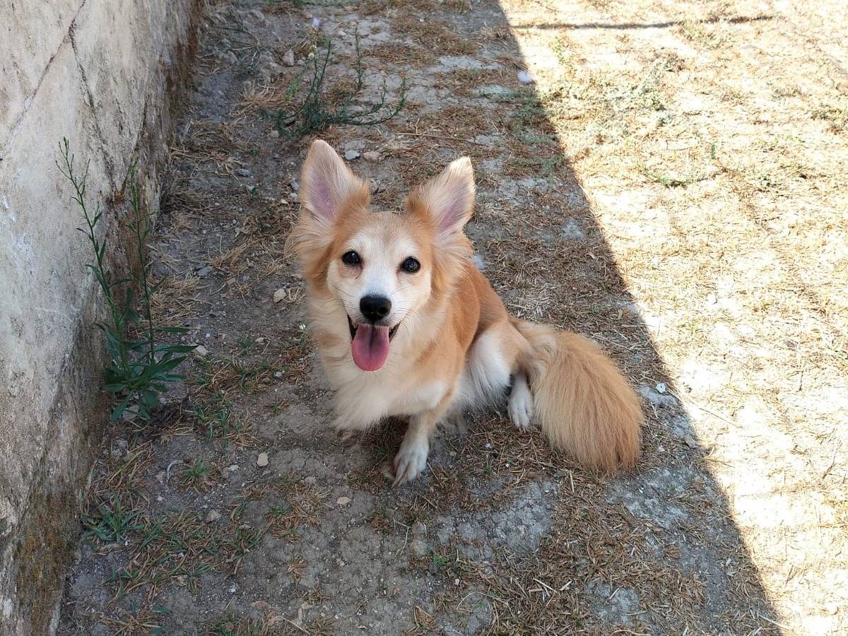 Vuoi adottare un cane a Taranto?