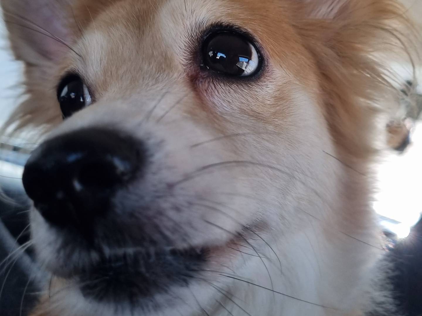 Adotta il cane Foxy a Taranto
