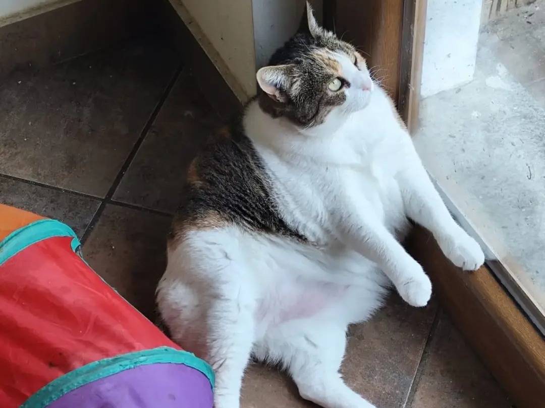 Adozione gatto, femmina, Razza sconosciuta Razza sconosciuta, 8 anni e 4 mesi, taglia non valida, Pavia