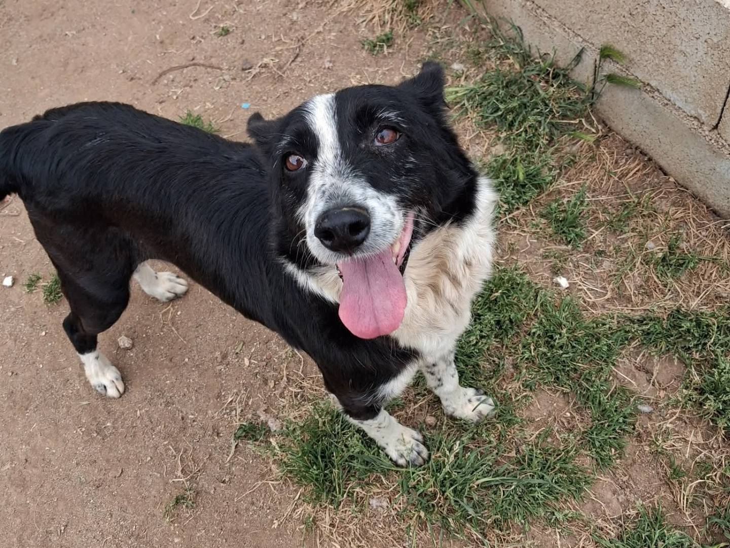 Adozione cane, femmina, Razza sconosciuta Razza sconosciuta, 5 anni, taglia media contenuta, Vibo