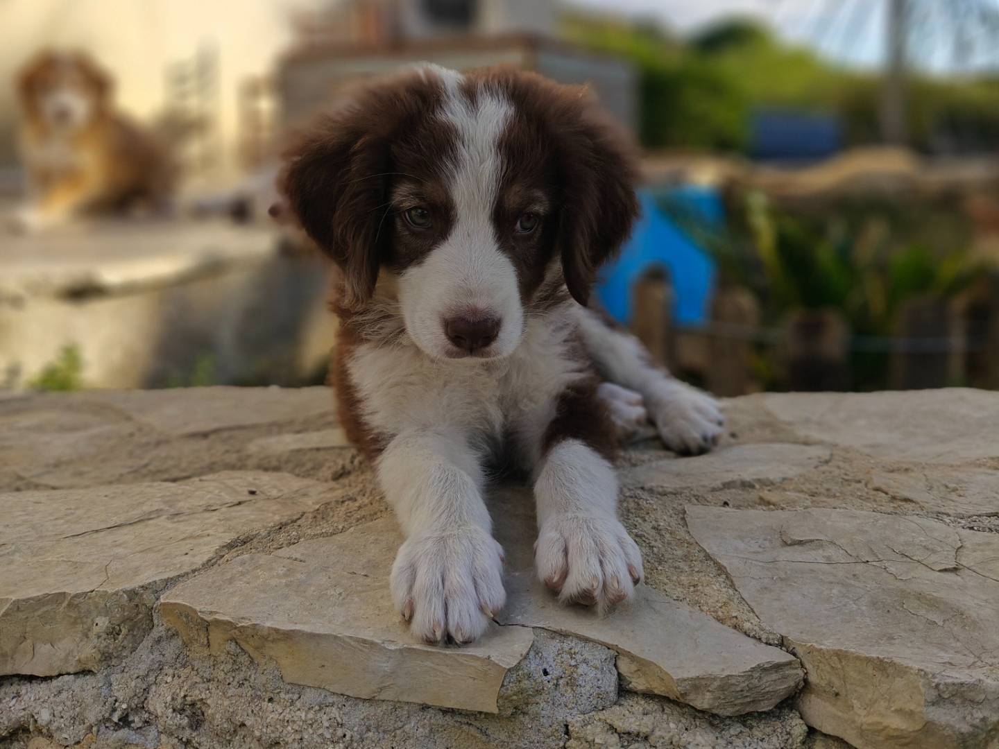 Adozione cane, maschio, Razza sconosciuta Razza sconosciuta, 3 mesi, taglia media, Trapani