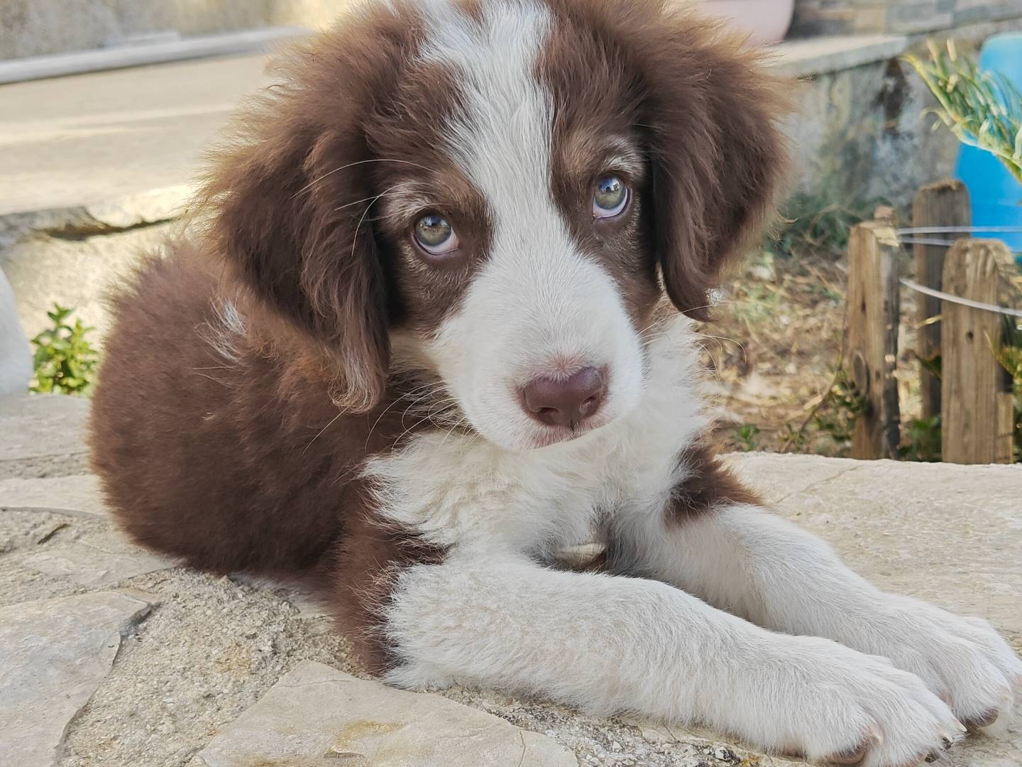 Adotta un cane, maschio, 3 mesi, Trapani