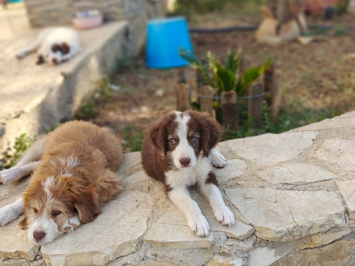Adotta un cane, taglia media, maschio, Trapani