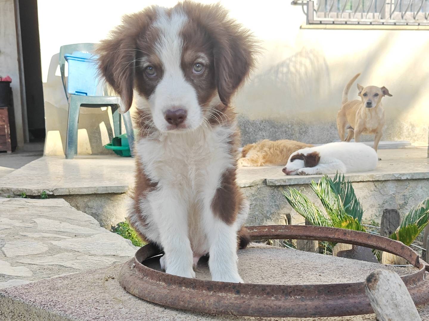 Vuoi adottare un cane a Trapani?
