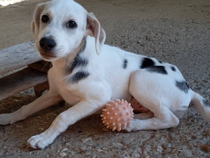 Adotta un cane, femmina, 3 mesi, Avellino