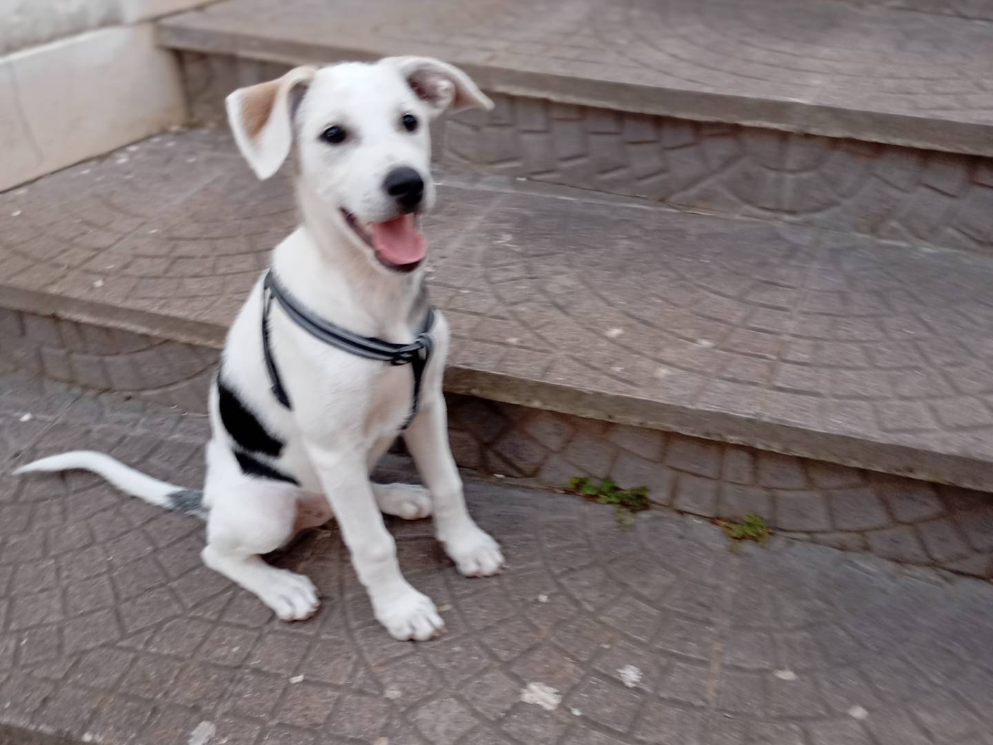 Adotta un cane, taglia piccola, femmina, Avellino