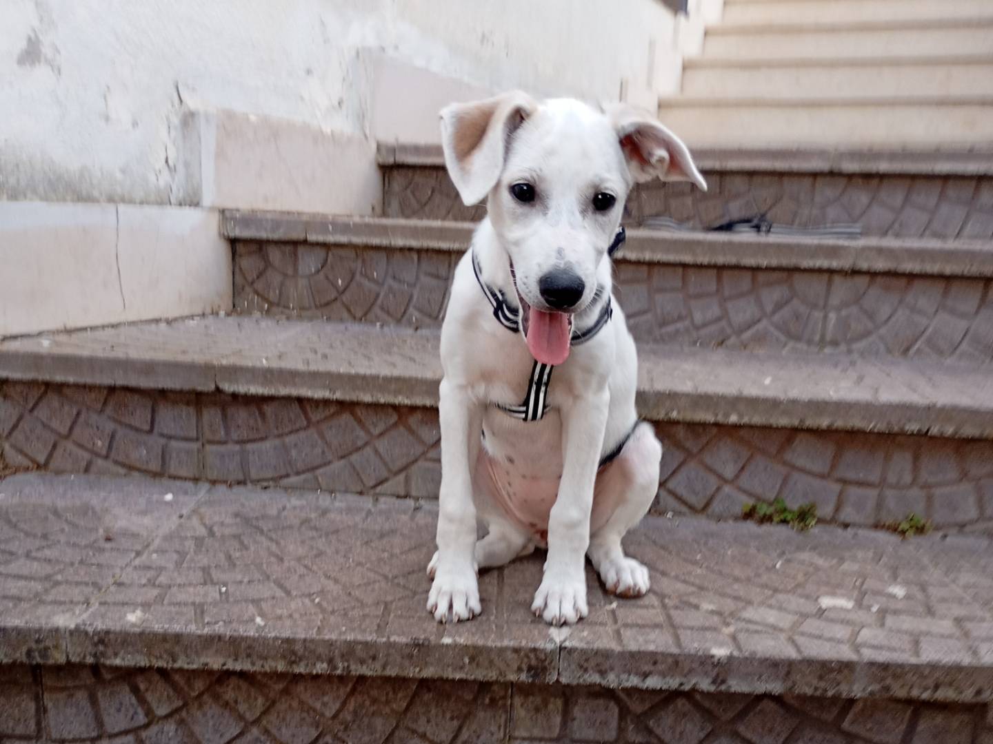 Vuoi adottare un cane a Avellino?