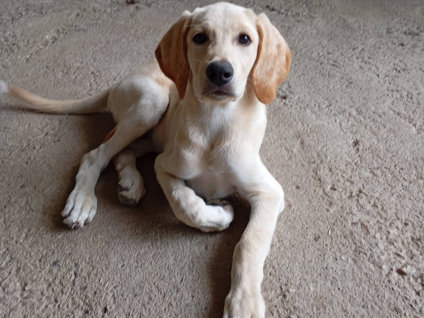 Adozione cane, maschio, Razza sconosciuta Razza sconosciuta, 3 mesi, taglia piccola, Avellino