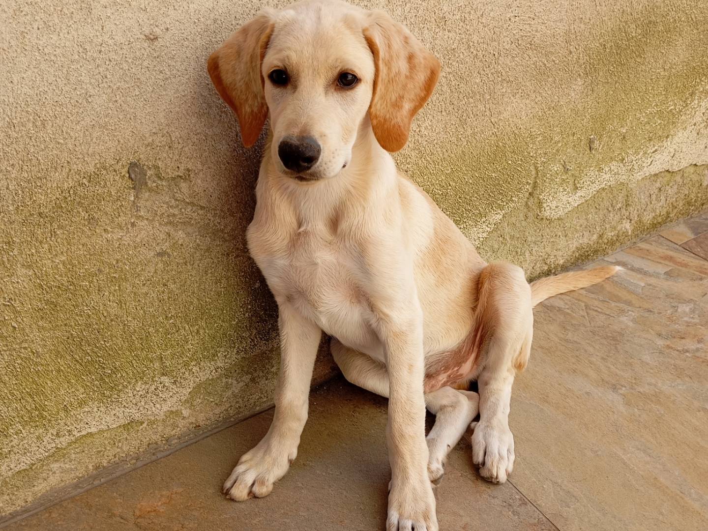 Adotta un cane, maschio, 3 mesi, Avellino