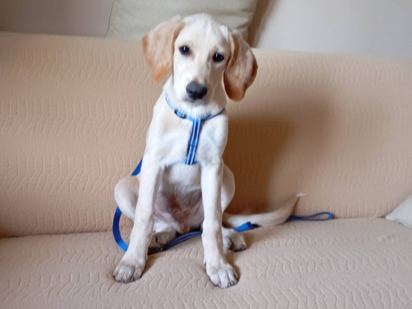 Adotta un cane, taglia piccola, maschio, Avellino