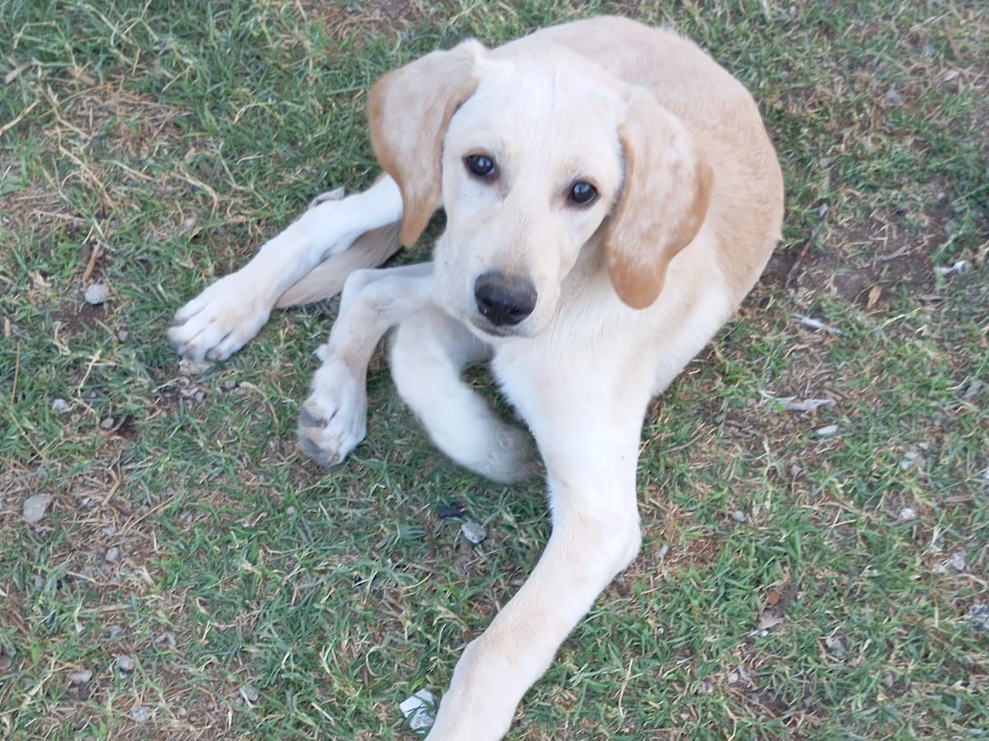 Vuoi adottare un cane a Avellino?