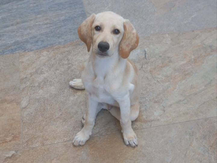 Adotta il cane SPILLO a Avellino