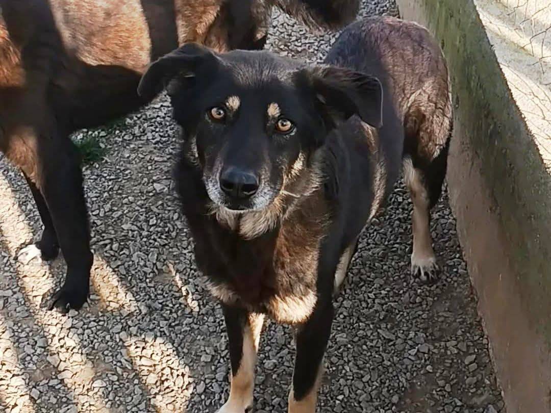 Adozione cane, femmina, Razza sconosciuta Razza sconosciuta, 5 anni e 11 mesi, taglia media, Cosenza