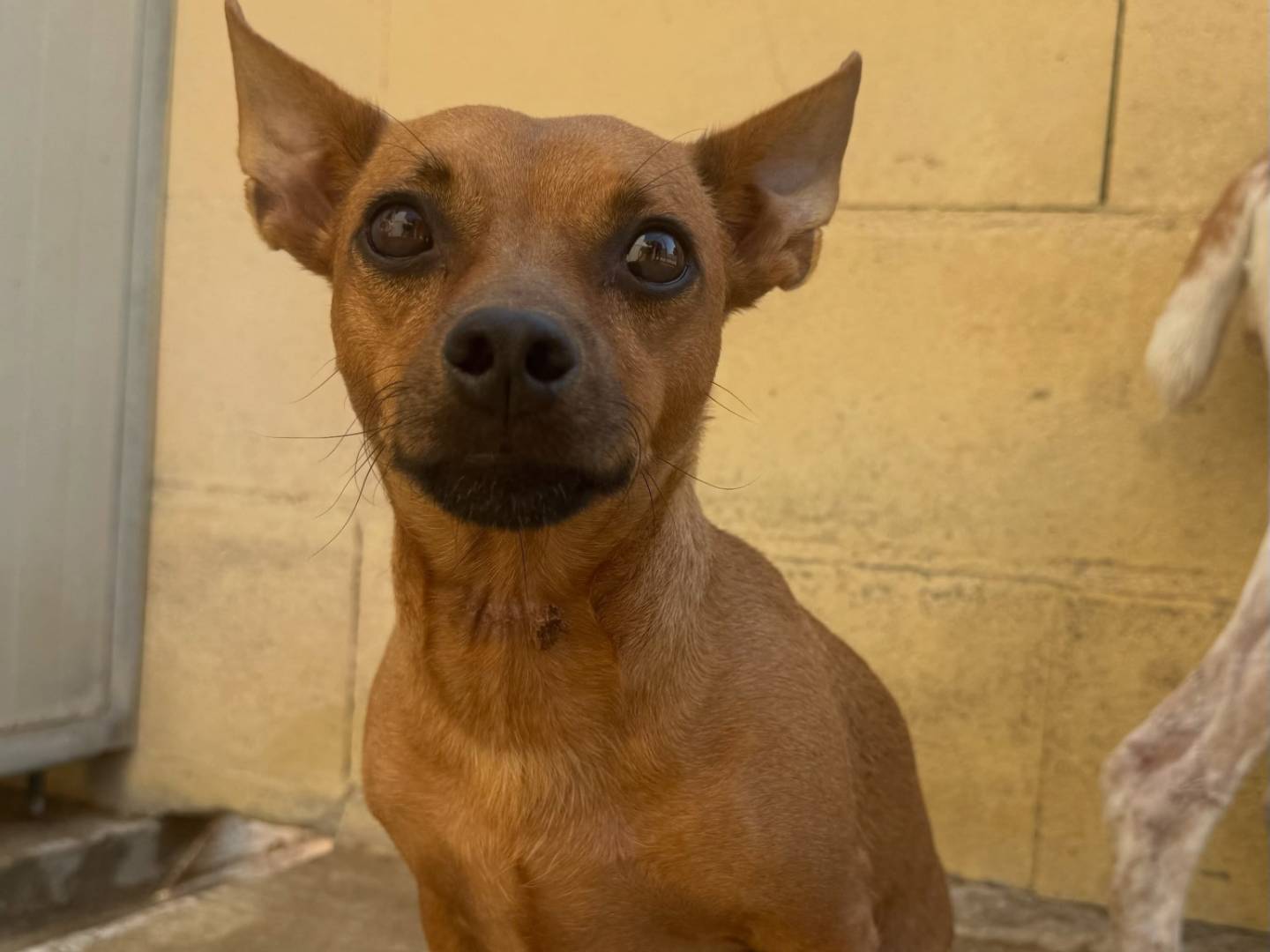 Adozione cane, maschio, Pinscher Razza sconosciuta, 2 anni e 7 mesi, taglia piccola, Matera