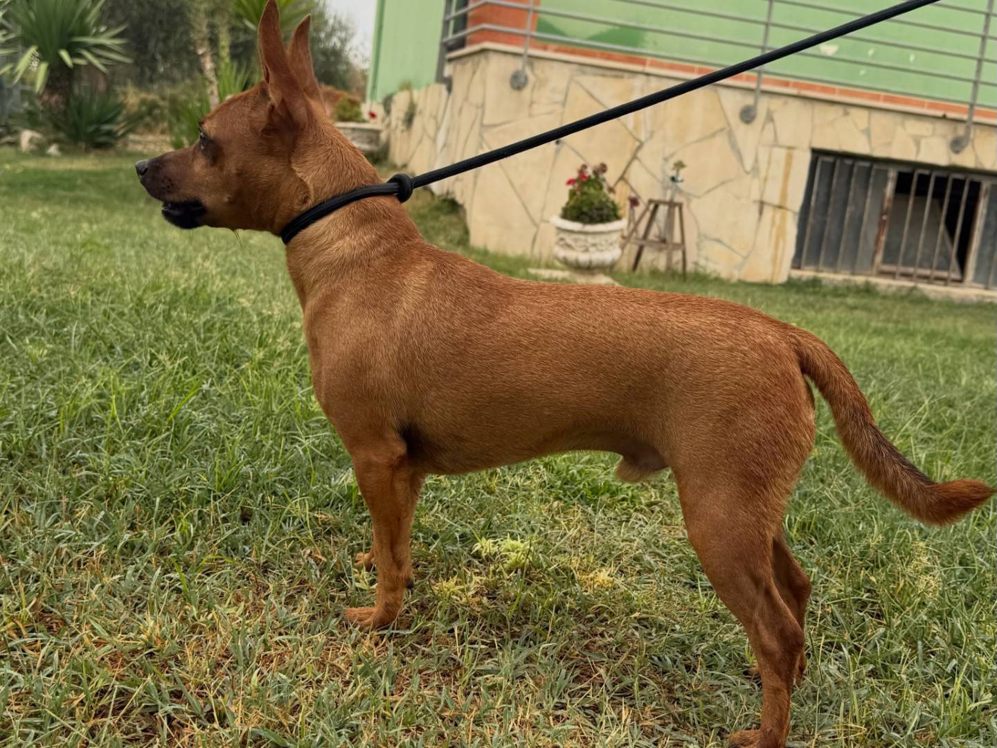 Adotta un cane, maschio, 2 anni e 7 mesi, Matera