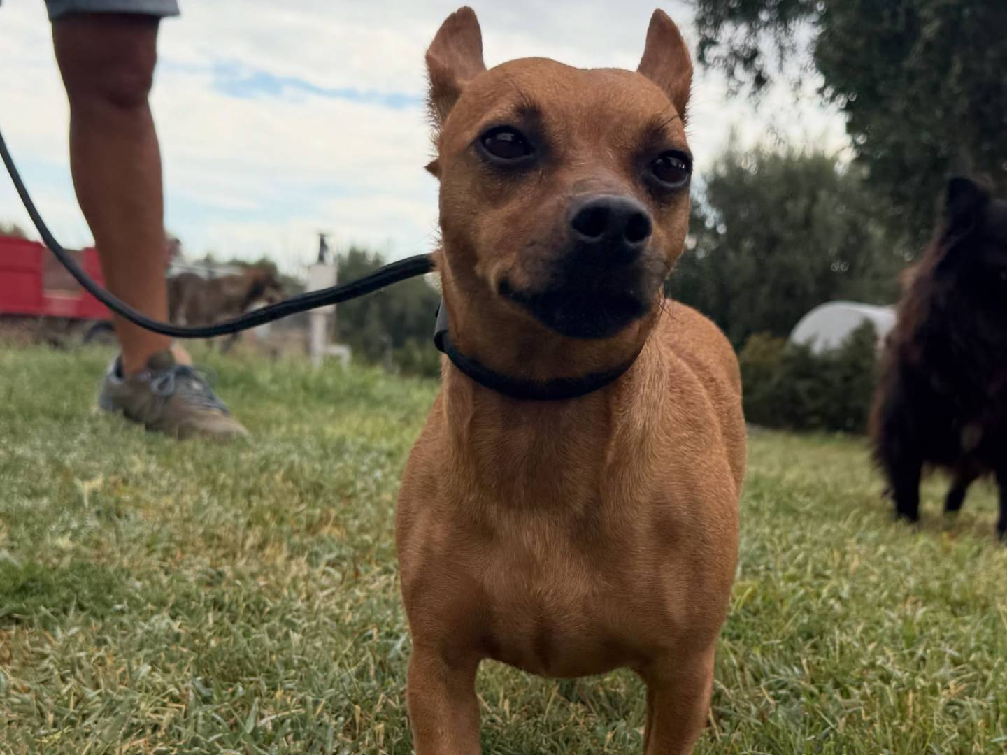 Adotta un cane, taglia piccola, maschio, Matera