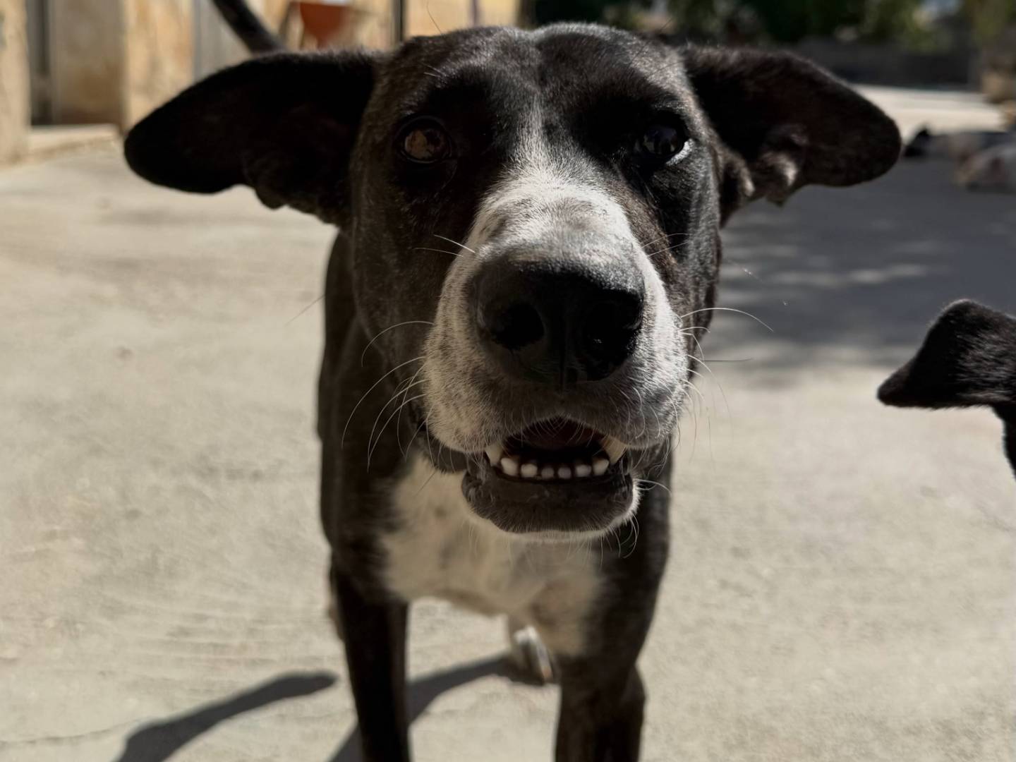 Adozione cane, femmina, Razza sconosciuta Razza sconosciuta, 3 anni e 5 mesi, taglia media, Matera