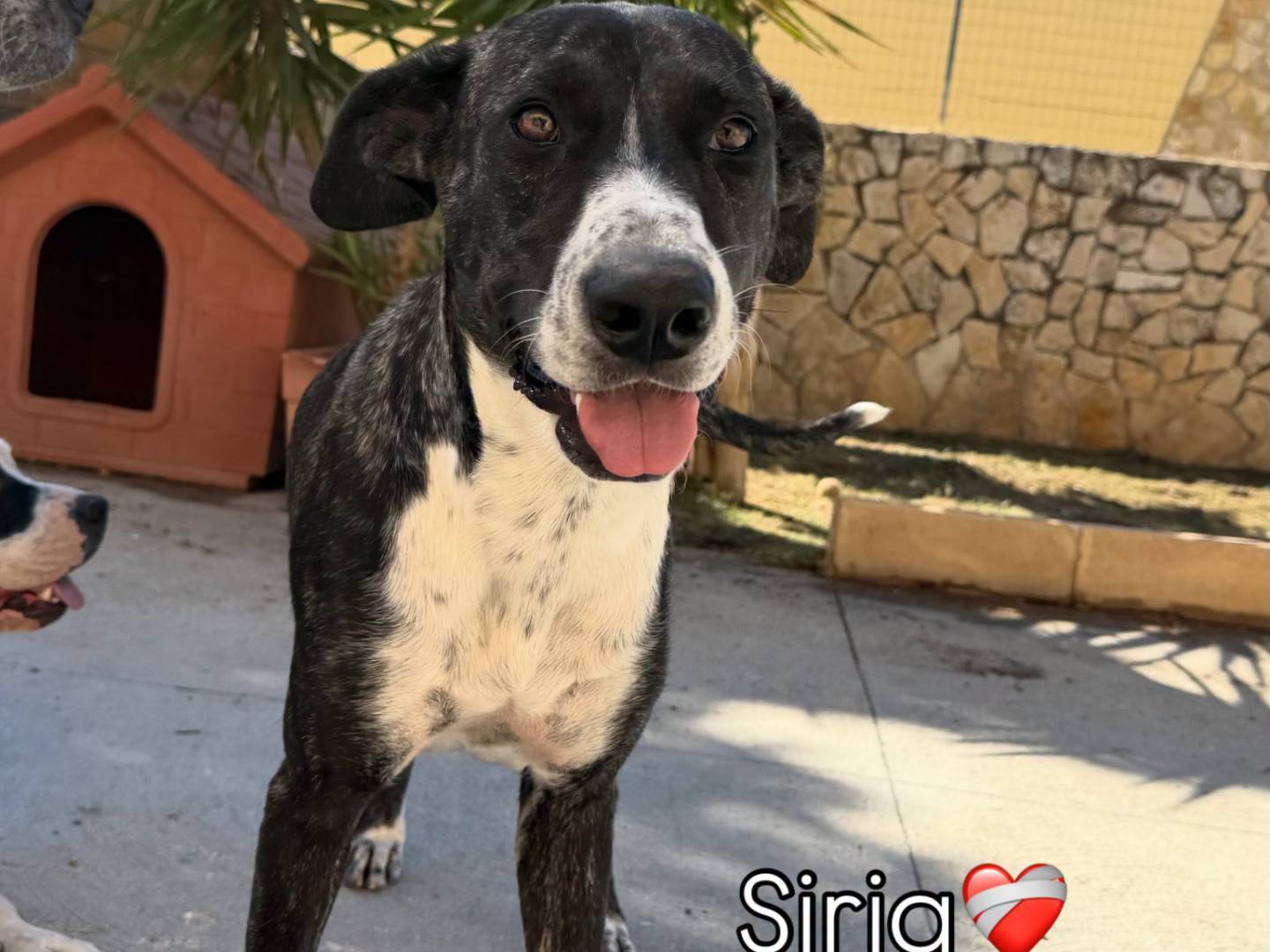 Adotta un cane, femmina, 3 anni e 5 mesi, Matera