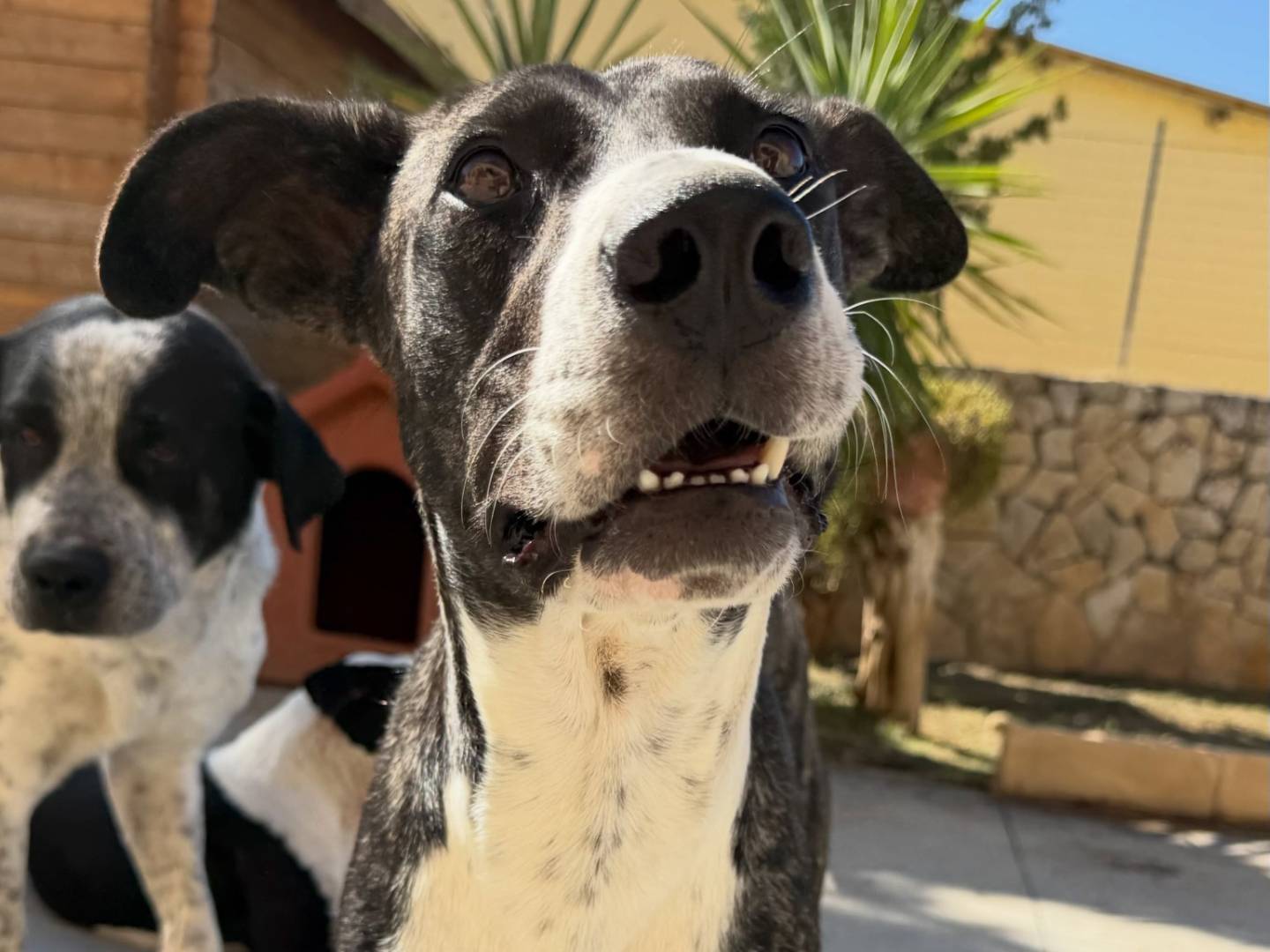 Adotta un cane, taglia media, femmina, Matera