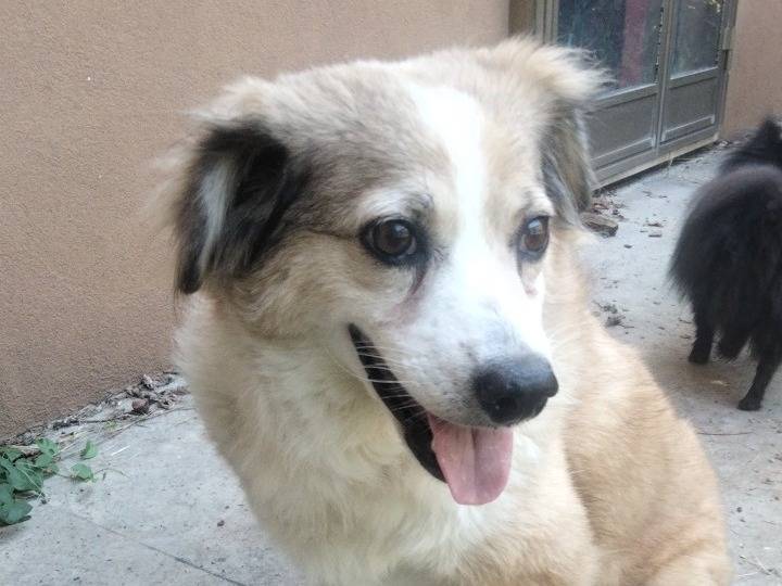 Adozione cane, femmina, Razza sconosciuta Razza sconosciuta, 10 anni e 1 mese, taglia piccola, Udine