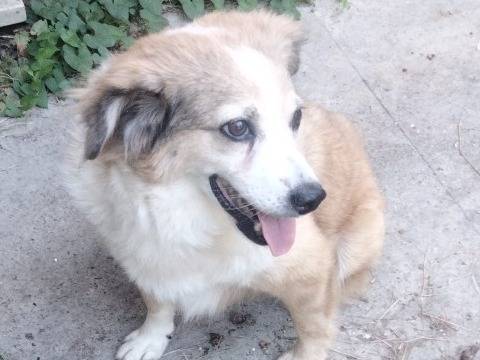 Adotta un cane, femmina, 10 anni e 1 mese, Udine
