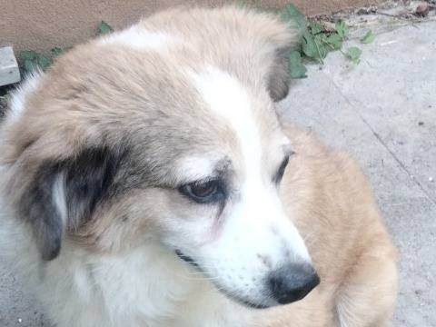 Adotta un cane, taglia piccola, femmina, Udine