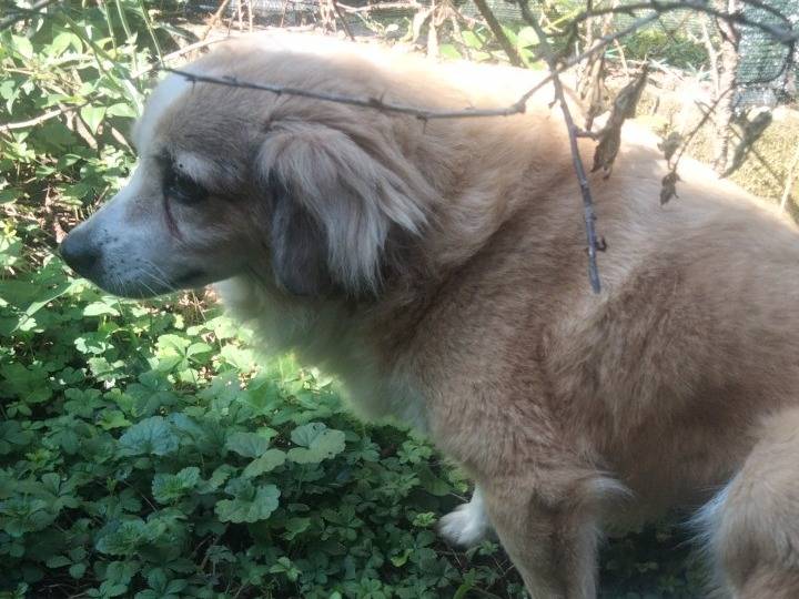 Vuoi adottare un cane a Udine?