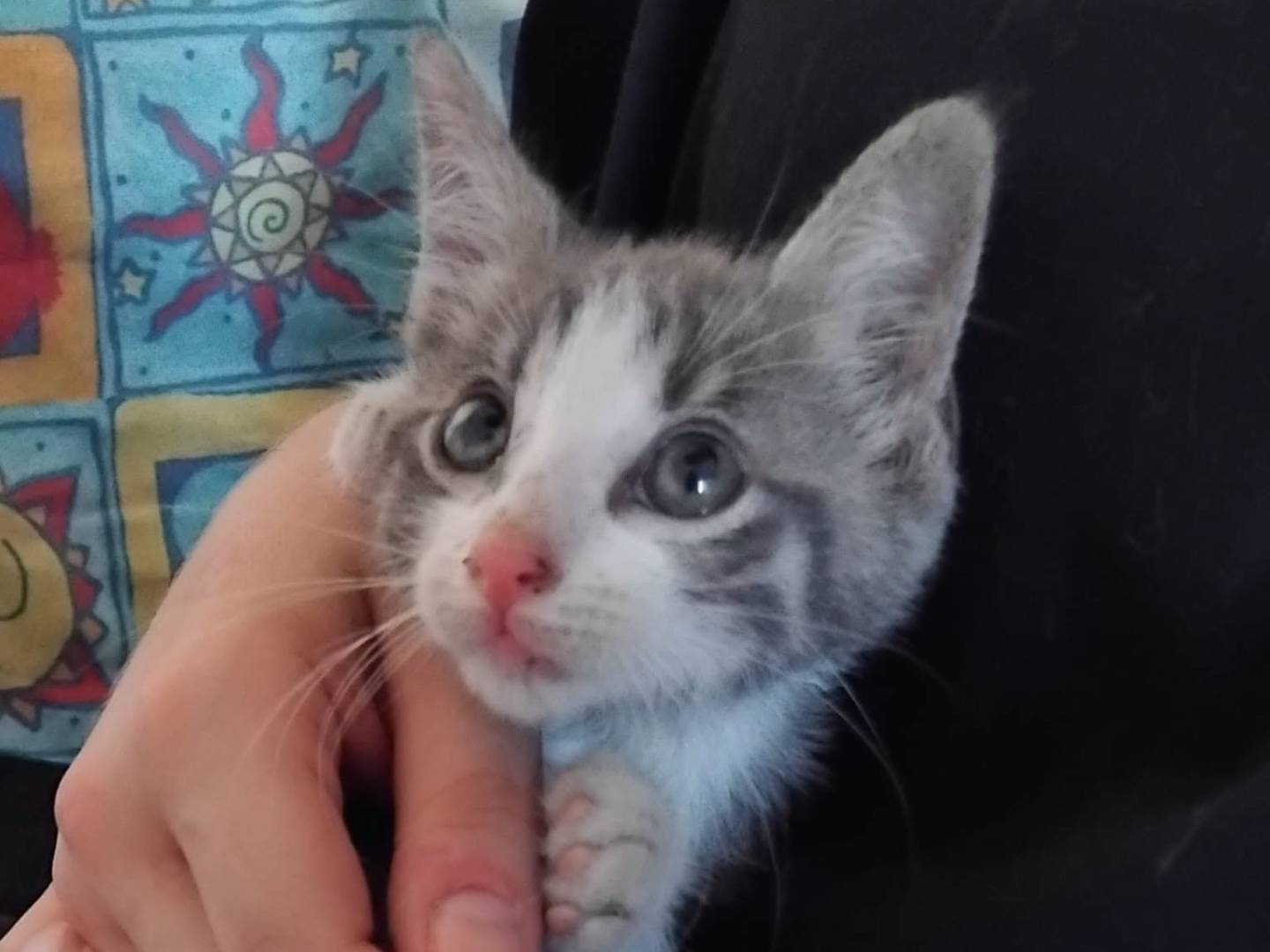 Adozione gatto, maschio, Razza sconosciuta Razza sconosciuta, 2 mesi, taglia non valida, Brescia