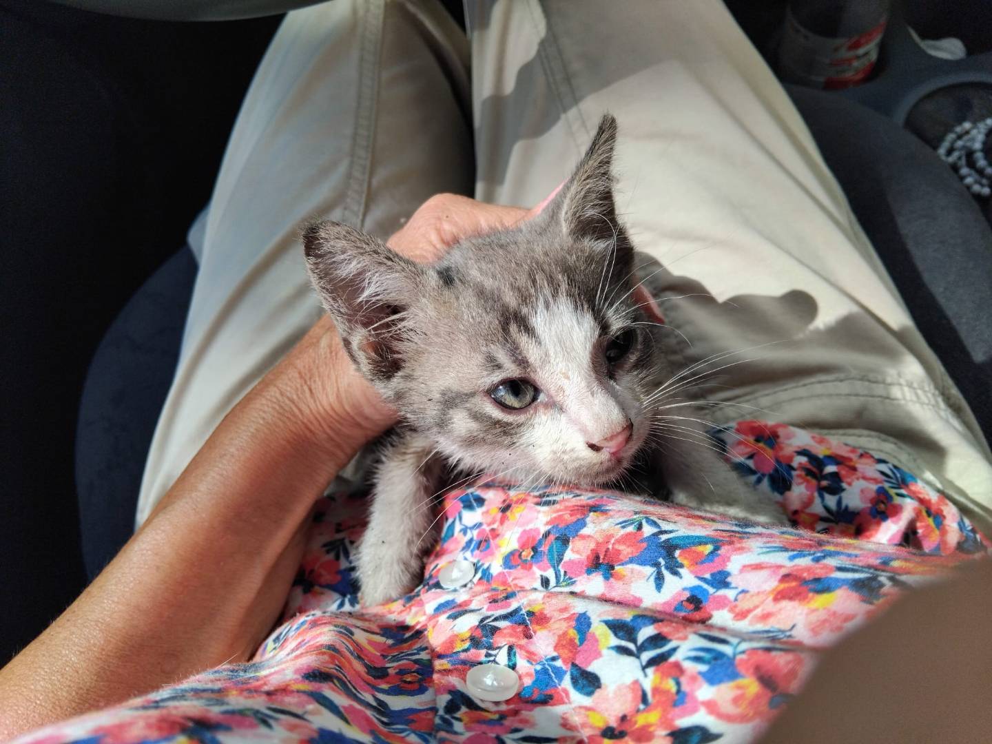 Adotta un gatto, maschio, 2 mesi, Brescia