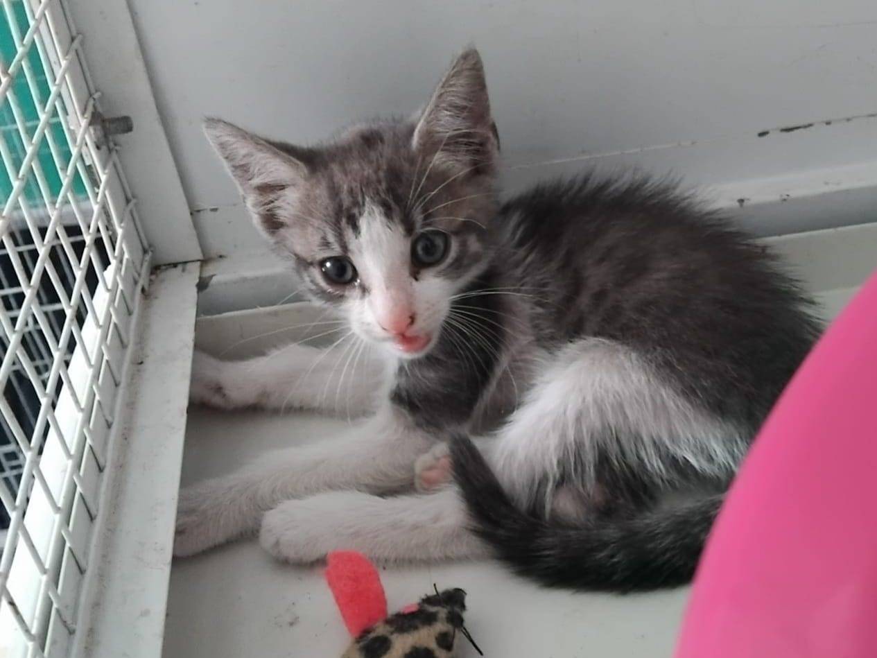 Adotta un gatto, taglia non valida, maschio, Brescia
