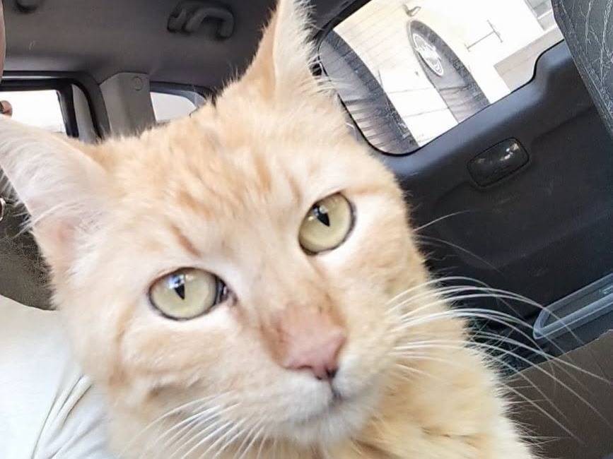 Adozione gatto, femmina, Razza sconosciuta Razza sconosciuta, 2 anni e 8 mesi, taglia non valida, Brescia