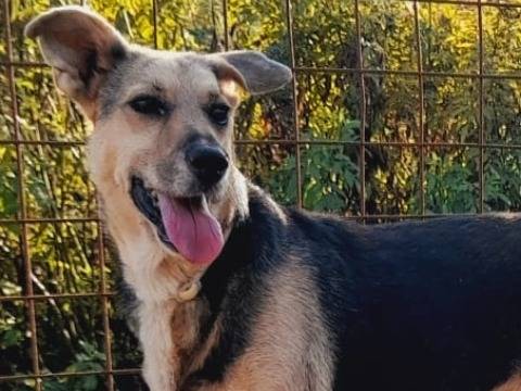 Adozione cane, maschio, Razza sconosciuta Razza sconosciuta, 5 anni e 1 mese, taglia media contenuta, Udine