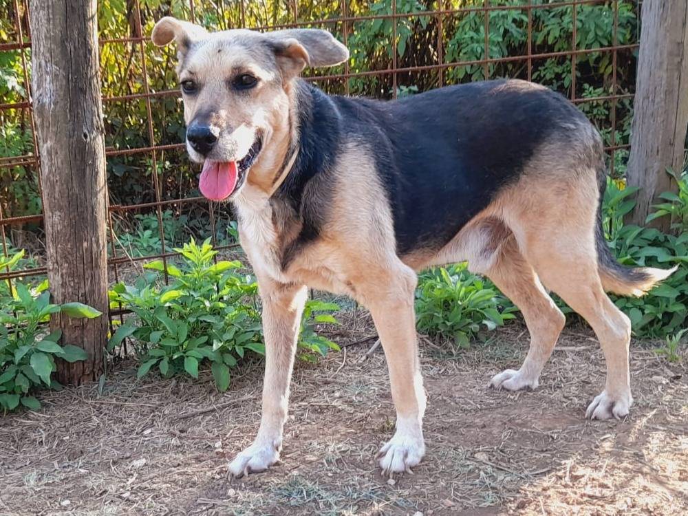 Adotta un cane, maschio, 5 anni e 1 mese, Udine