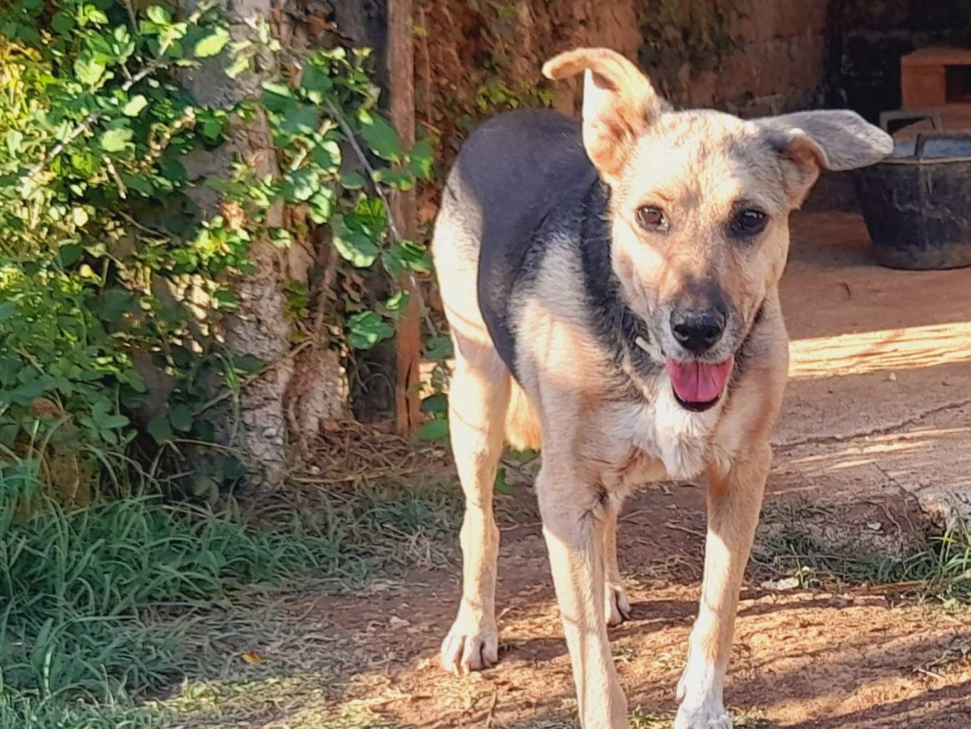 Adotta un cane, taglia media contenuta, maschio, Udine
