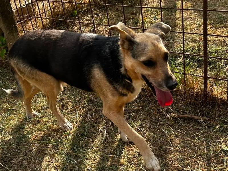 Vuoi adottare un cane a Udine?