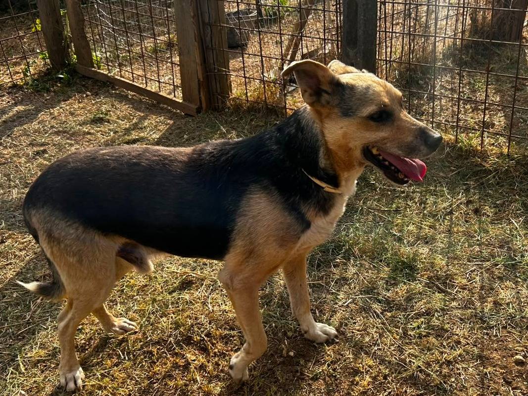 Adotta il cane Lucky a Udine