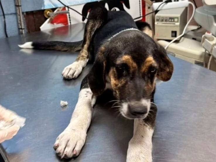 Adotta un cane, femmina, 5 mesi, Udine