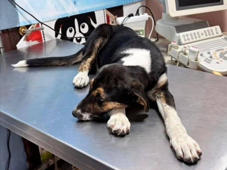 Adotta un cane, taglia media, femmina, Udine
